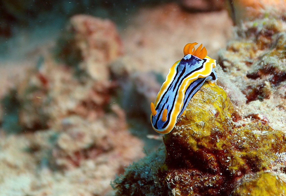 Sipadan_2015_Doris magnifique_Chromodoris magnifica_IMG_2671_rc.jpg